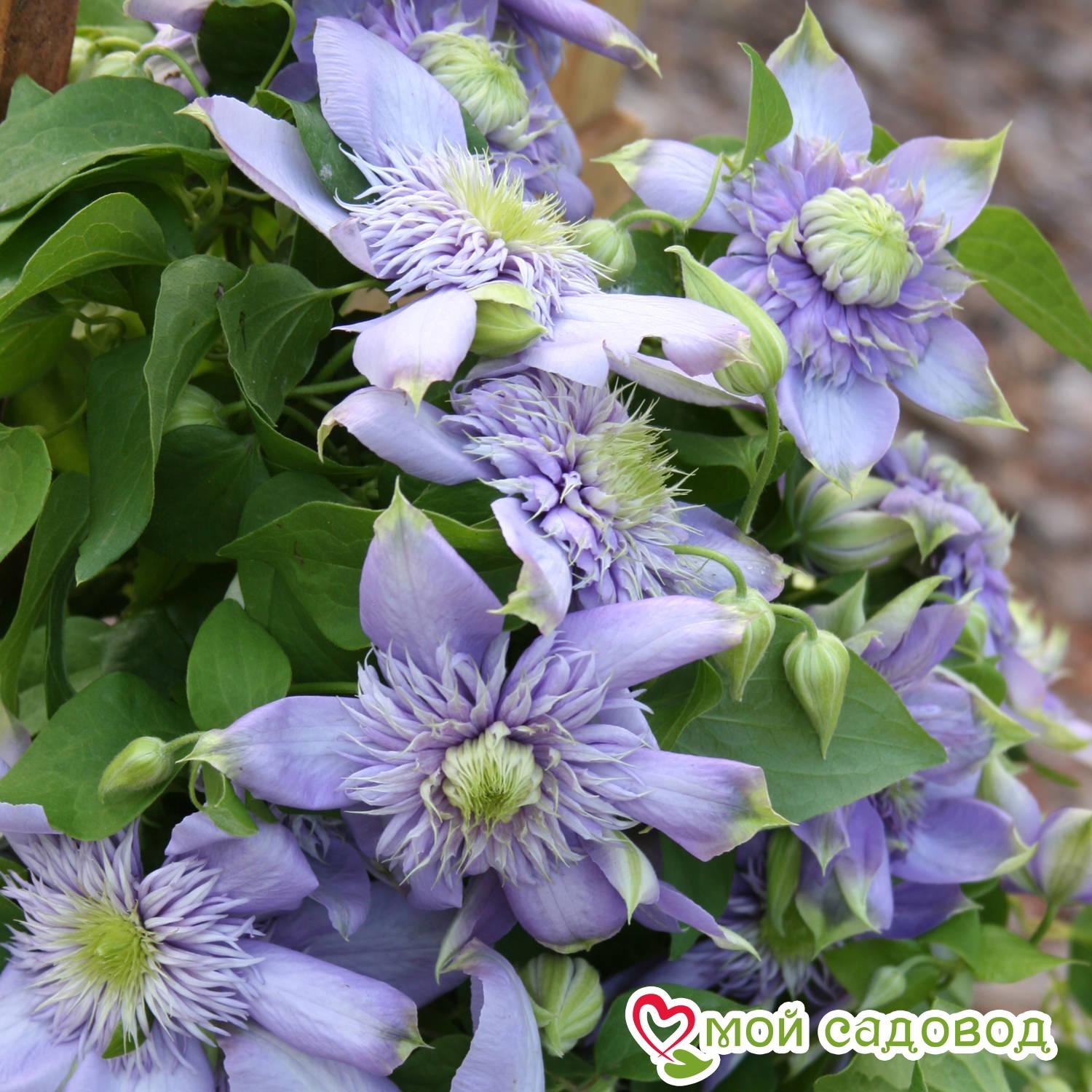 Клематис Блю Лайт ЗКС