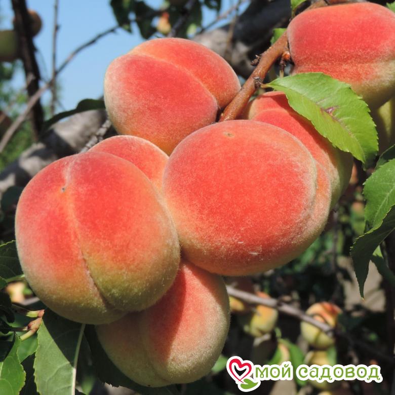 Персик Редхейвен