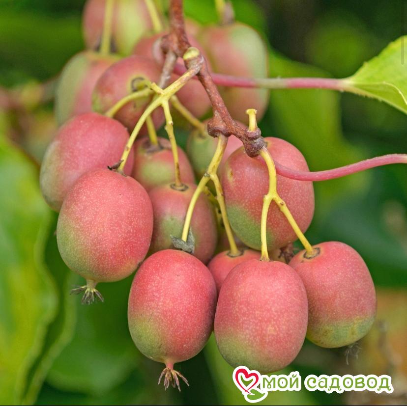 Киви актинидия острая Ананасная