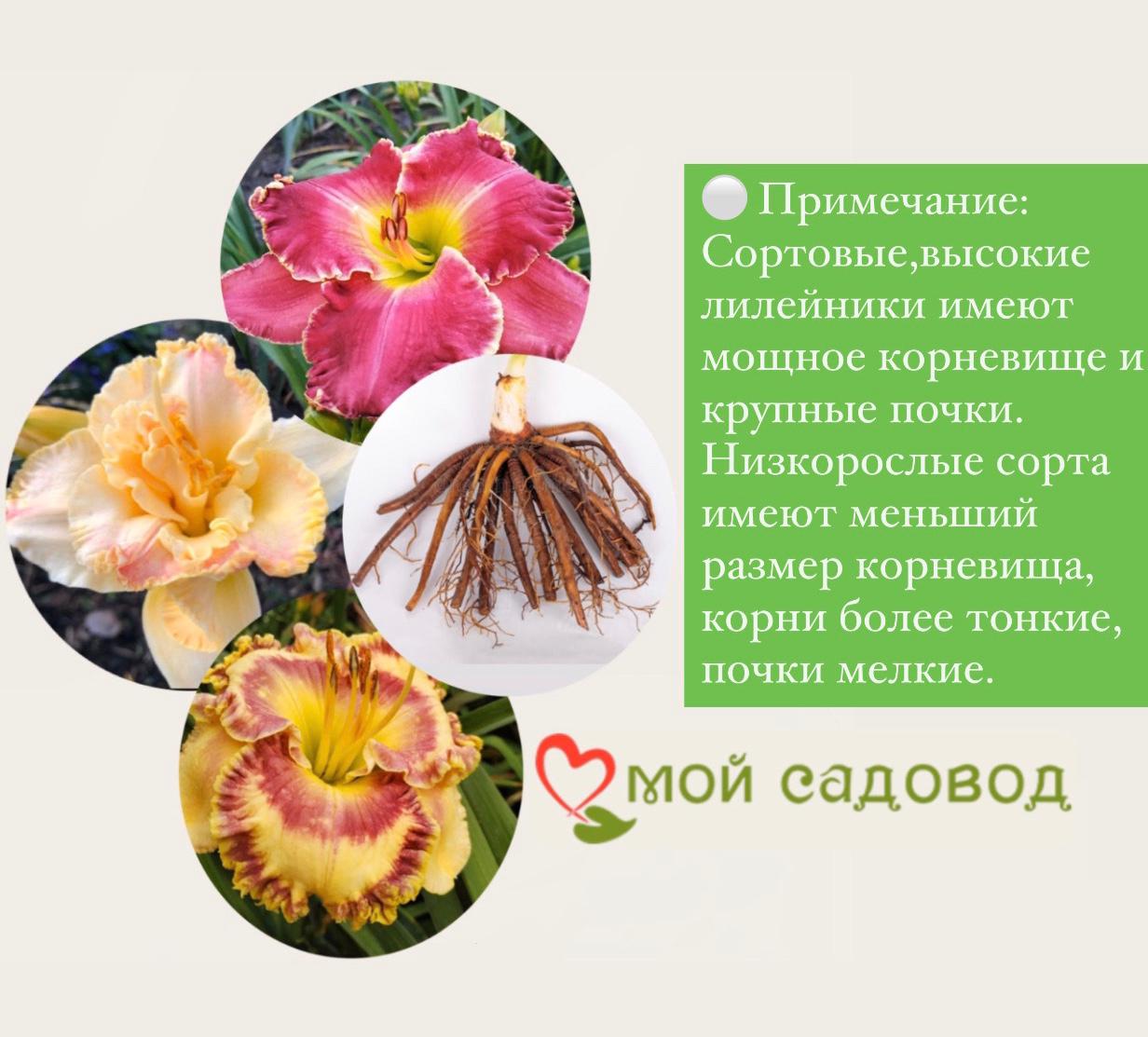 Лилейник Джерри Пэйт Уильямс