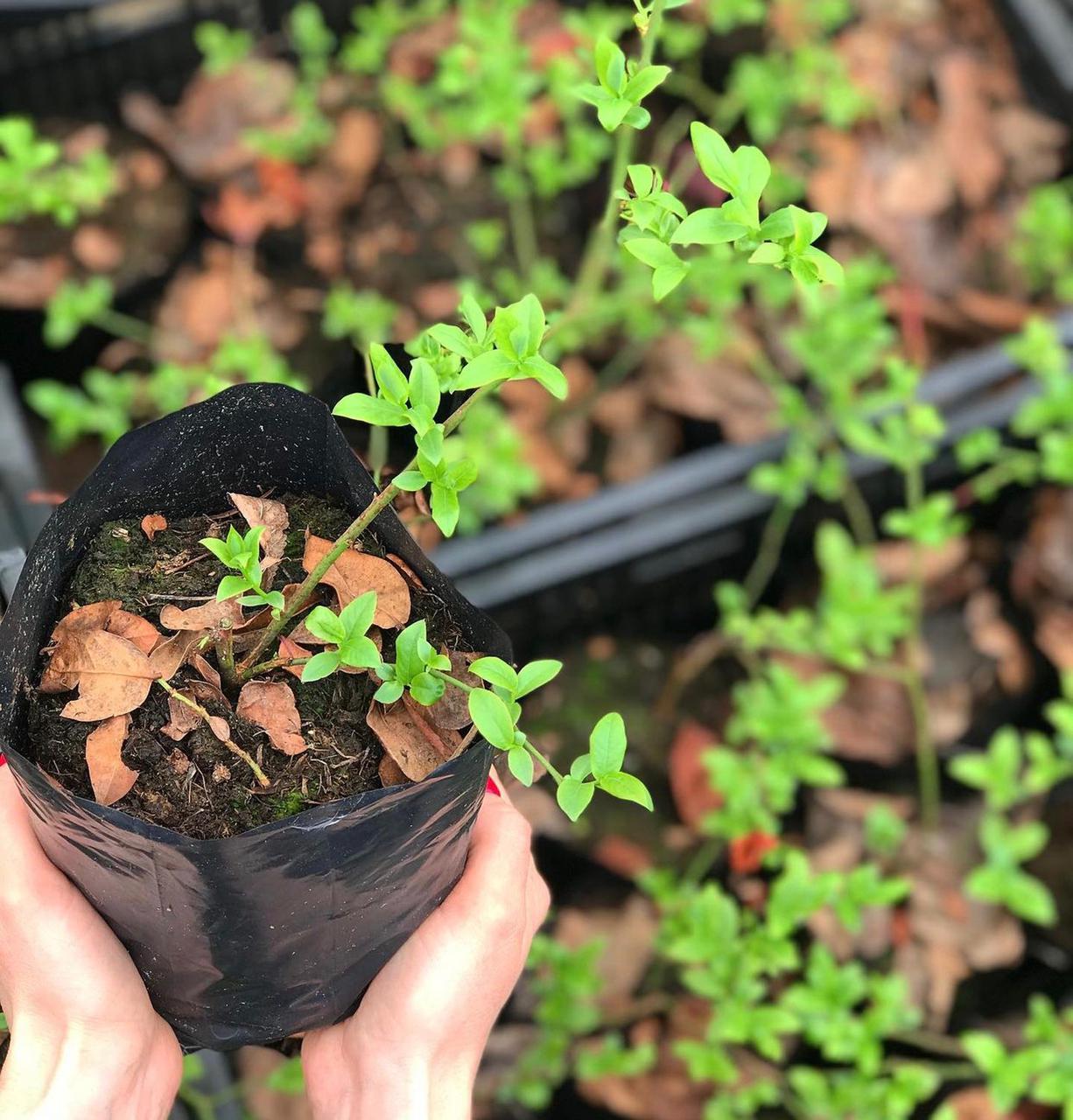 Голубика садовая высокорослая Аврора