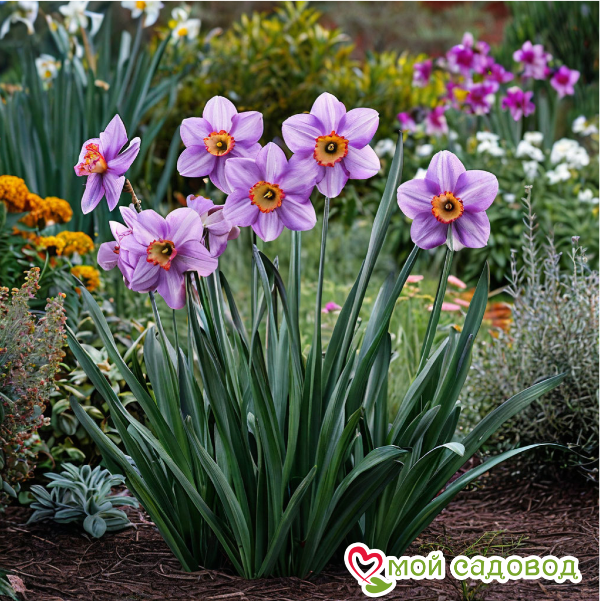 Нарцисс Фиолетовое Очарование